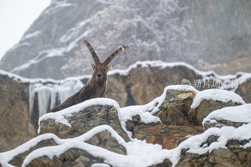 意大利valsavarenche Val D 'aosta，高山野山羊在冬季下雪环境中的大雄性